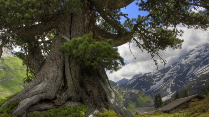 Tree Как построить компанию